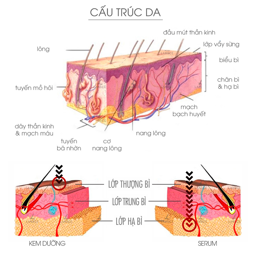 SERUM COLLAGEN+ ĐẸP DA VIÊN NANG XANH LANGCE