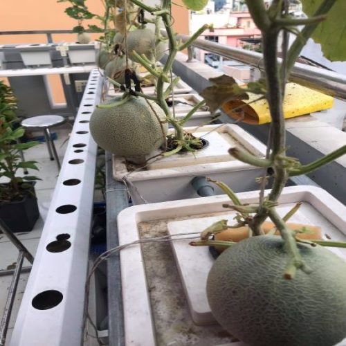 Thùng nhựa, chậu nhựa trồng thủy canh tĩnh cây ăn trái