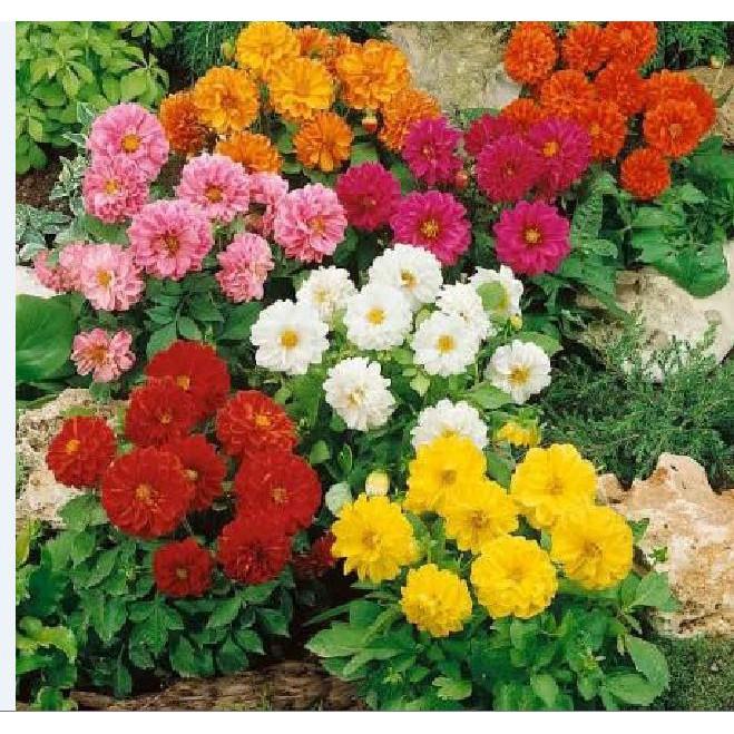 Combo 7 gói hạt giống hoa các loại - tặng 1 phân bón