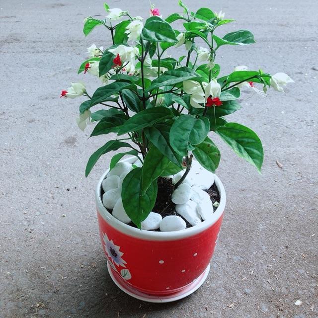 Chậu Cây Hoa Ngọc Nữ