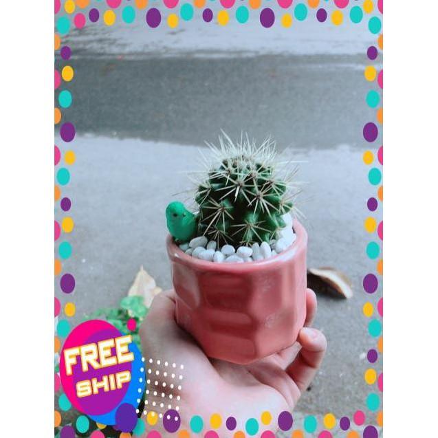 Chậu Xương Rồng Kim Hổ