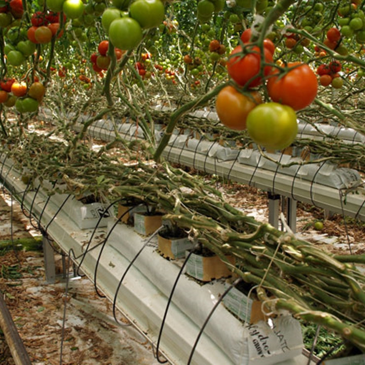 đá vermiculite trồng thủy canh cà chua