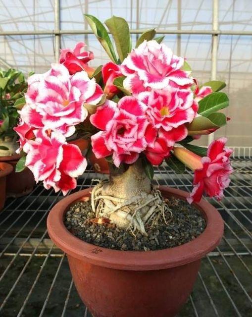 Sứ thái  ghép  nhiều màu cây  sắp hoa