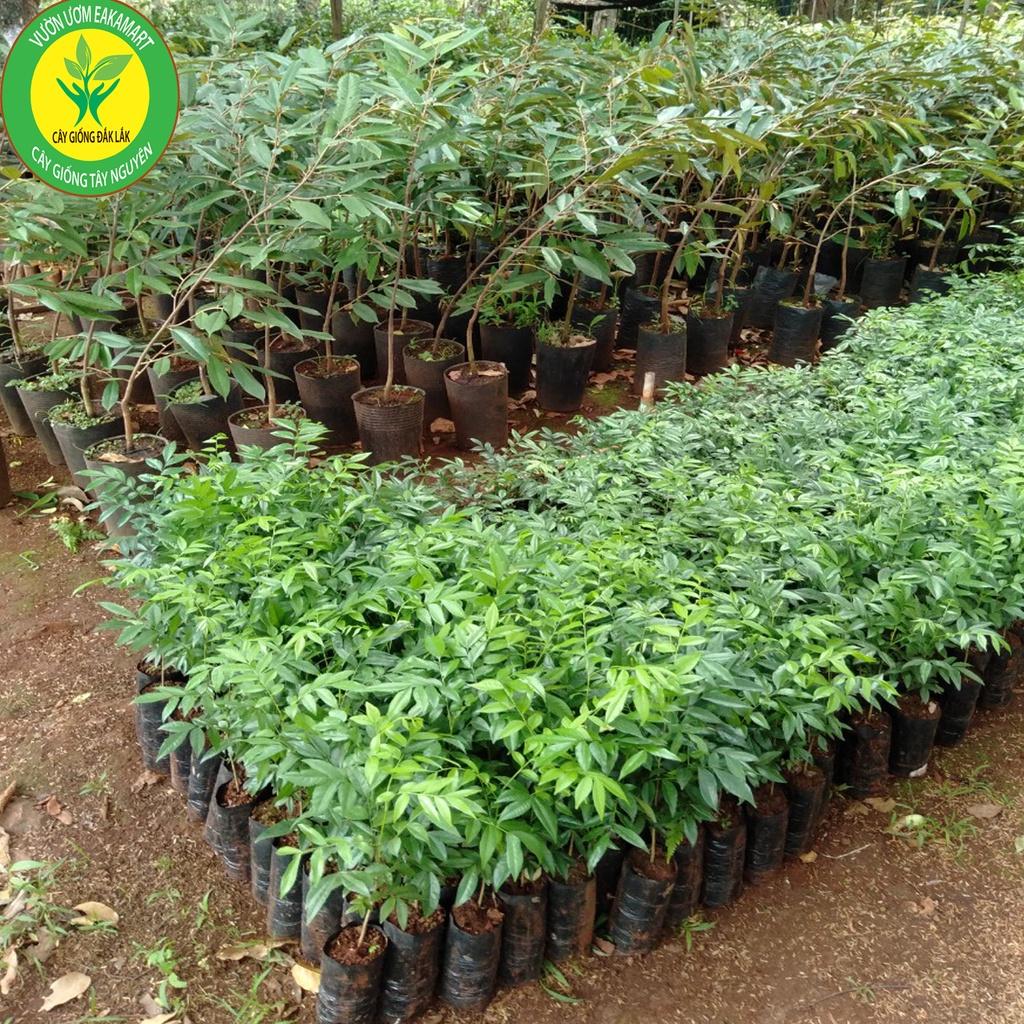Cây mắc mật ăn lá