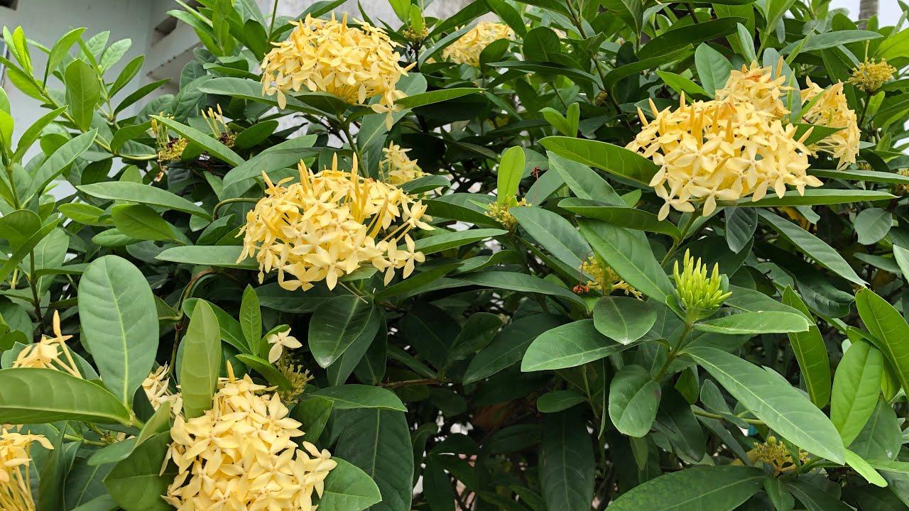 Mẫu đơn vàng, cây mẫu đơn hoa vàng lá kim chậu lớn chuẩn giống cam kết chất lượng