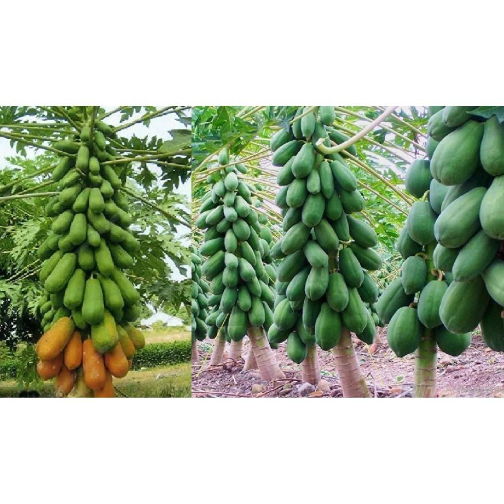Đu đủ ngân lượng ruột đỏ F1 cao sản