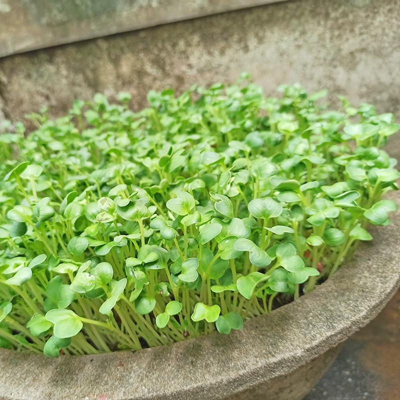 Hạt Giống Rau Mầm Cải Ngọt -