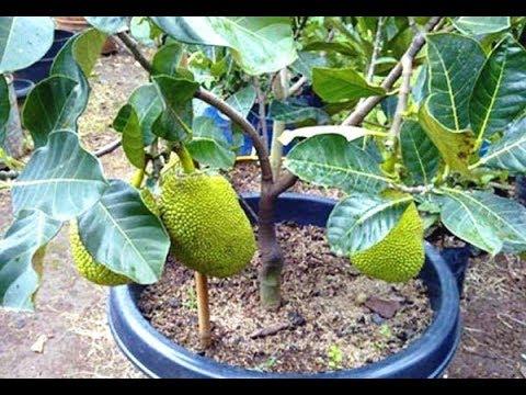 Cây Mít không hạt ra trái sau 15 tháng