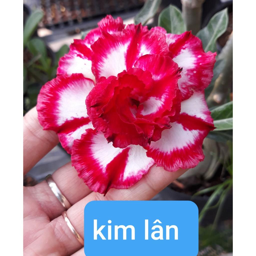 Cây Sứ Thái Kim Lân cỡ to