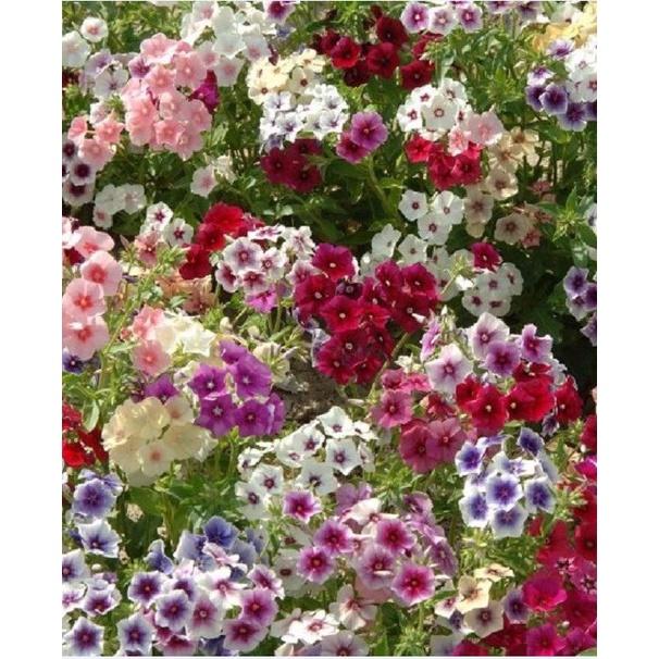 Hạt Giống Hoa Thanh Trúc Mix Màu KNS3666 - Gói 50 hạt