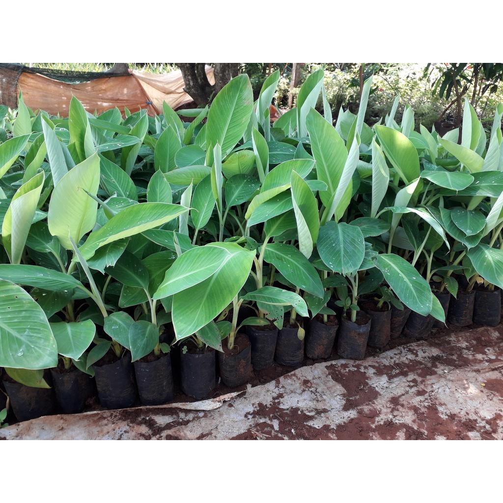 CÂY GIỐNG CHUỐI NGỰ ĐẠI HOÀNG cấy mố siêu sớm )