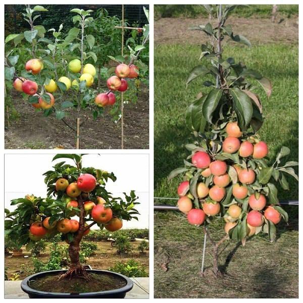 Hạt Giống Táo Lùn Đỏ - Táo Bonsai - 10 hạt/gói