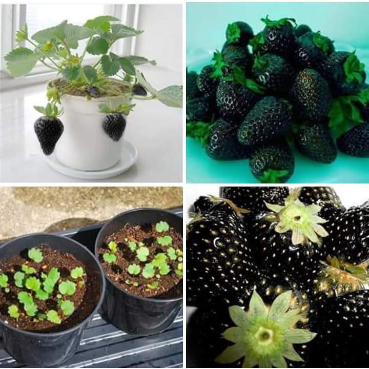 Hạt Giống Dâu Tây Đen F1 100 hạt/gói