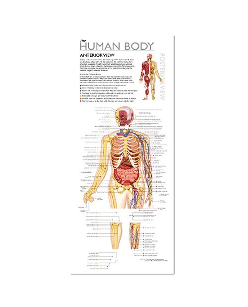Wol Model Set - Human Body