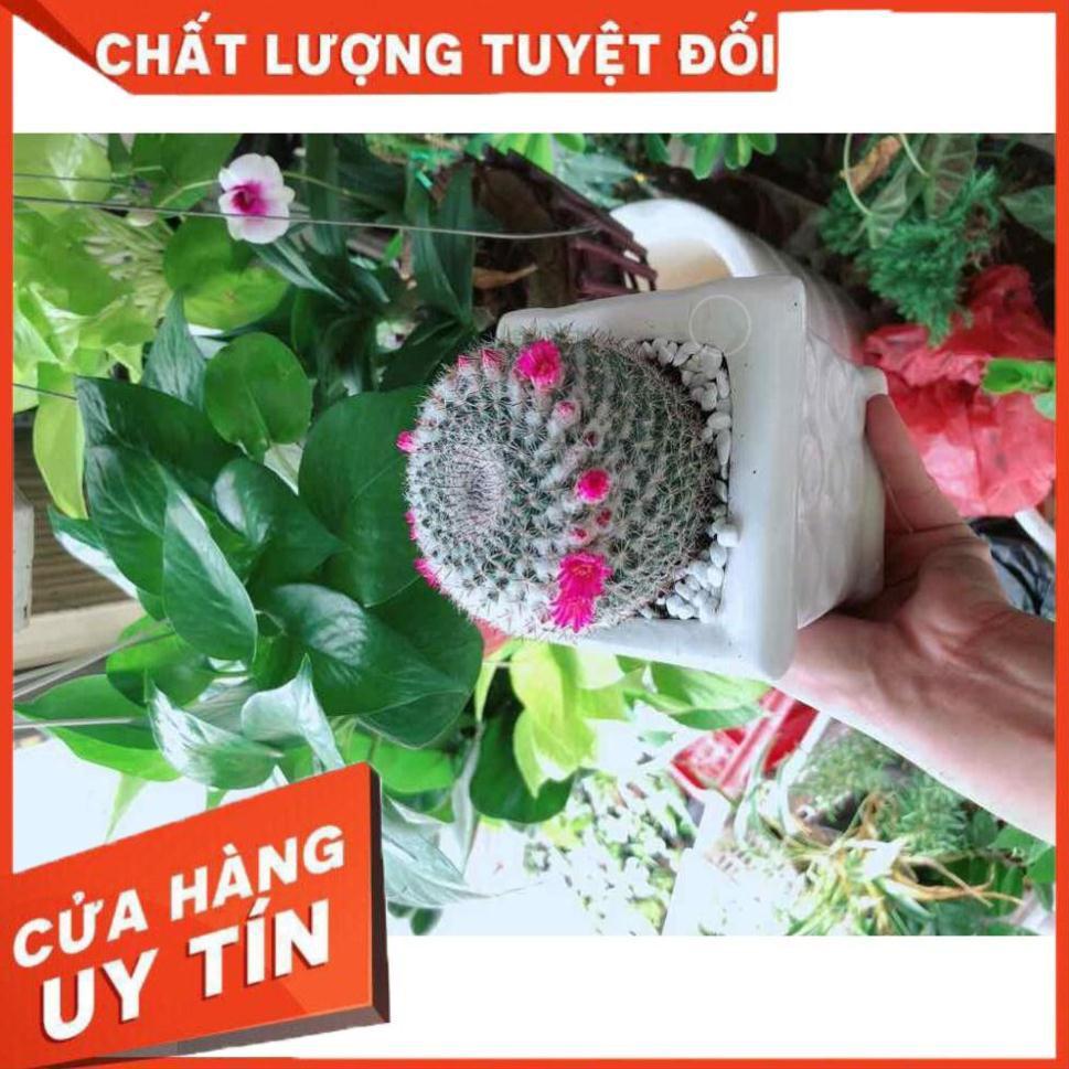 Chậu xương rồng nở hoa sẵn Nhiều Người Mua