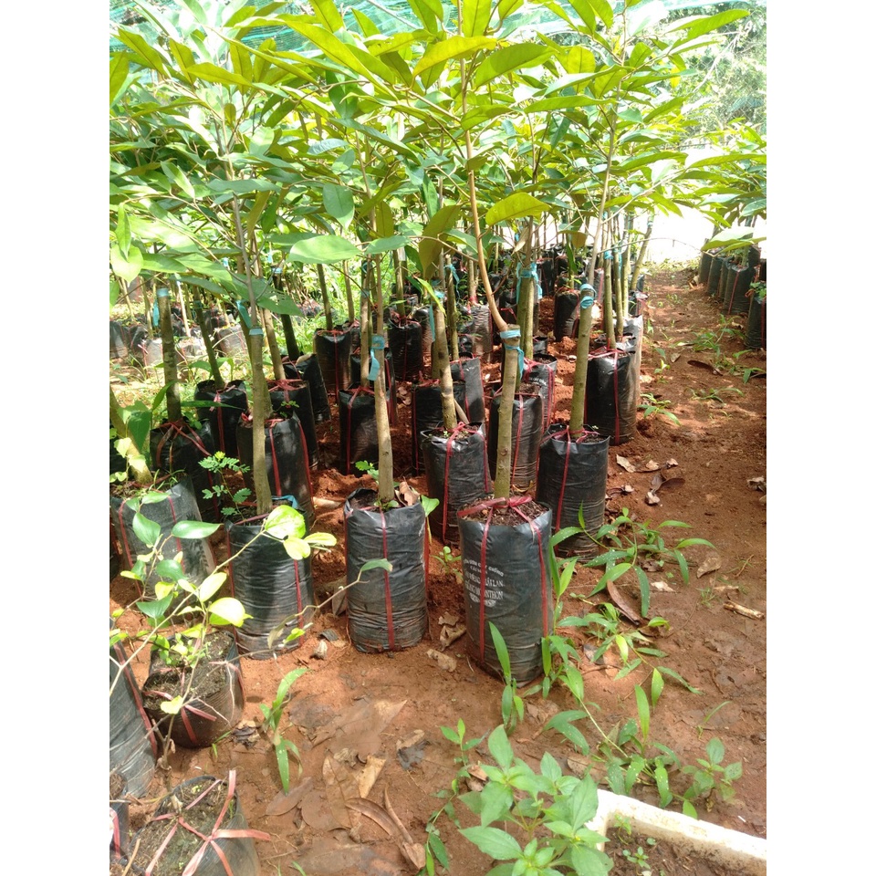Cây giống sầu riêng dona gốc to 2 năm
