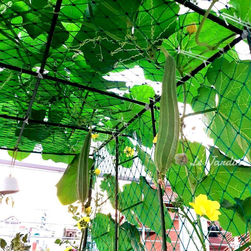 Hạt giống mướp khía gói 10h - Trồng quanh năm