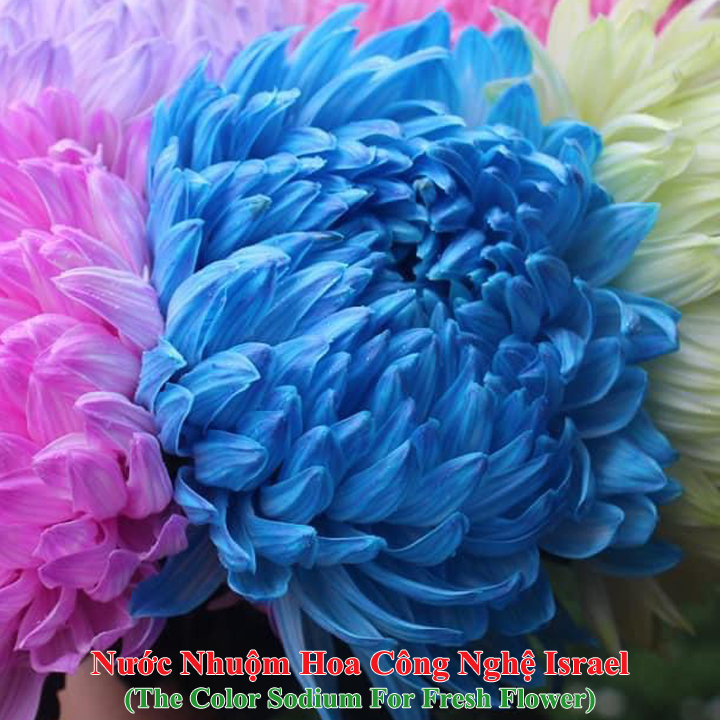 10 chai Nhuộm Hoa tươi dạng nước Công Nghệ Israel giúp hoa nhuộm đổi màu theo ý muốn nhuộm trên 250 cành hoa x 1 chai