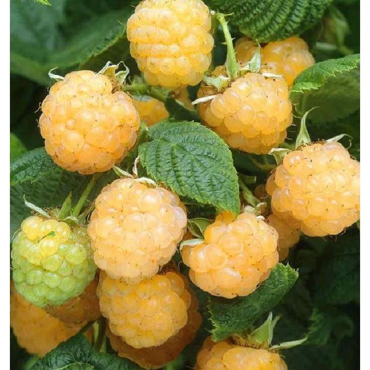 Hạt giống cây ăn trái mâm xôi vàng-Gói 30 hạt/tặng kèm gói phân bón lót