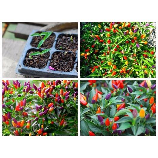 Hạt Giống Ớt Kiểng Ngũ Sắc -