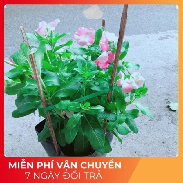 Hoa Dừa Cạn Màu Hồng