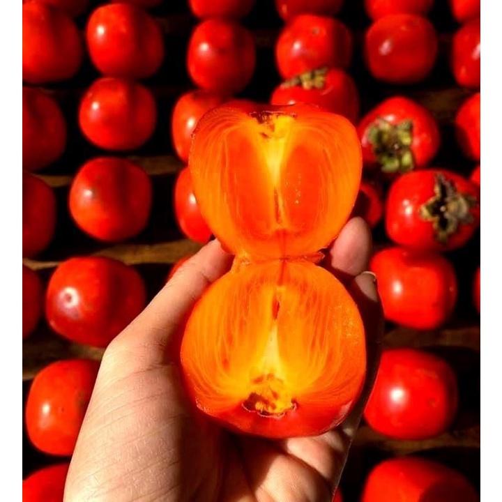CÂY GIỐNG HỒNG QUẢ ĐỎ SIÊU NGỌT