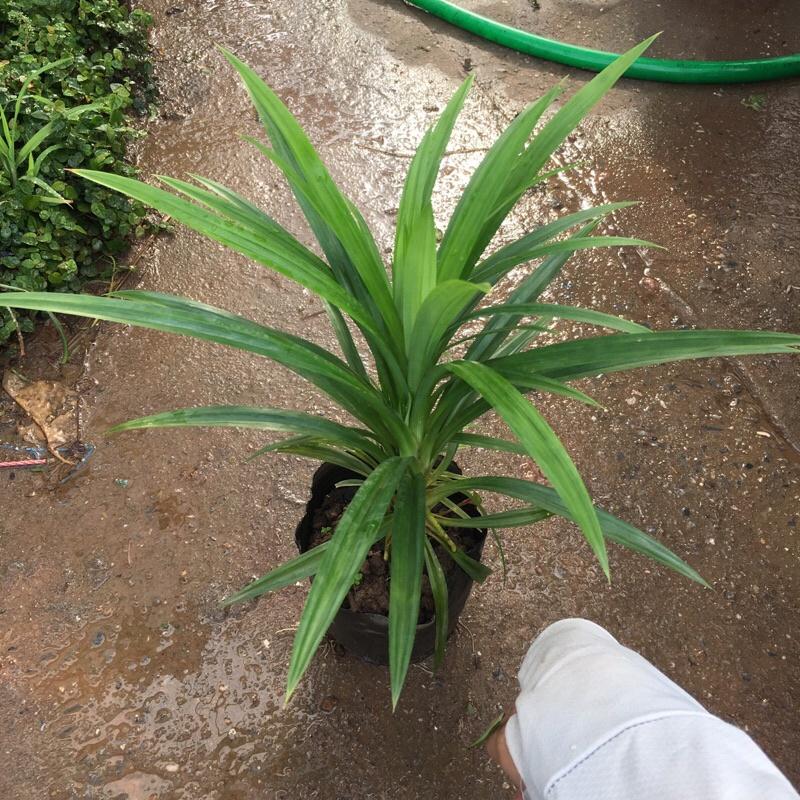 Cây lá dứa cao 25-30cm trồng bịch đen