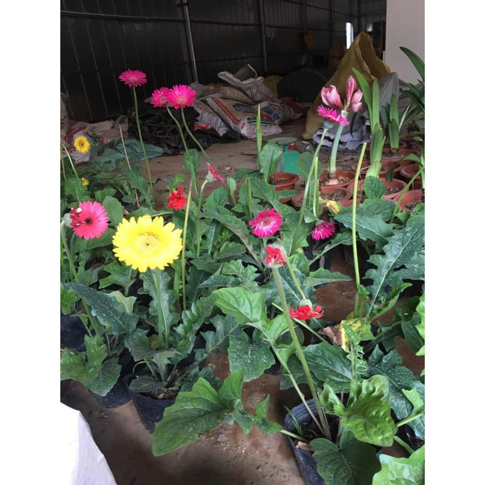 COMBO 2 CHẬU HOA ĐỒNG TIỀN HÀ LAN DÒNG CAO CÁNH KÉP, MÀU SIÊU ĐẸP