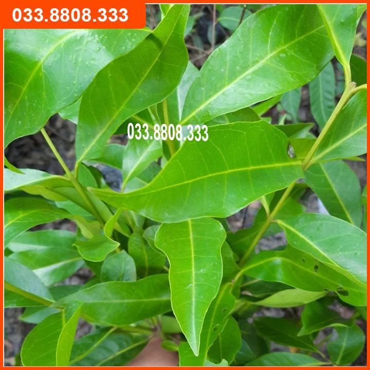 2 CÂY GIỐNG VỐI NẾP LẤY LÁ PHA NƯỚC UỐNG - CÂY GIỐNG KHỎE ĐẸP