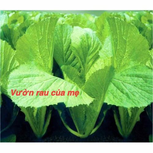 HẠT GIỐNG CẢI BẸ VÀNG CAO SẢN