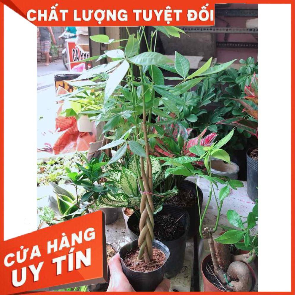 Kim ngân 5 thân Nhiều Người Mua