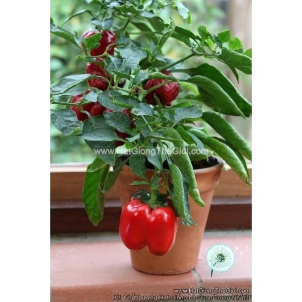 Hạt giống ớt chuông siêu lùn trái đỏ, dễ trồng