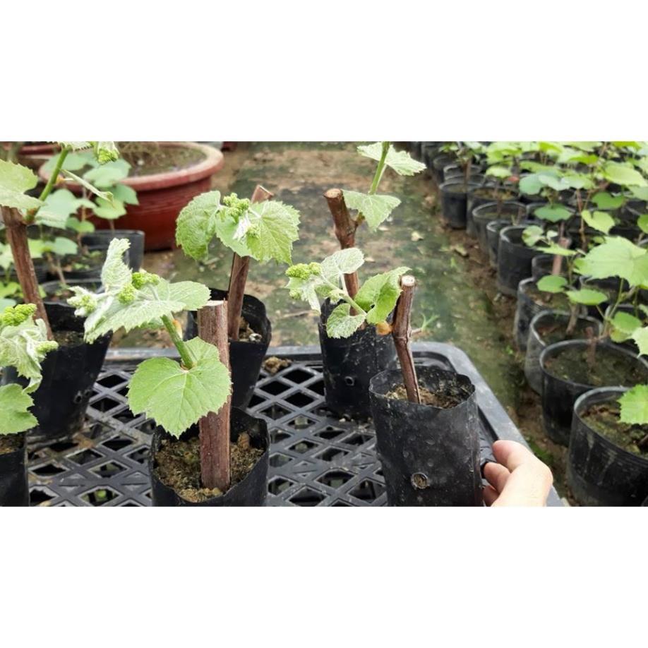 Cây Giống Nho, Chống Chịu Tốt, Cho Năng Suất Cao, Dễ Trồng