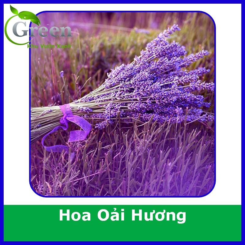 Hạt Giống Hoa Oải Hương (Hoa Lavender) (100H)