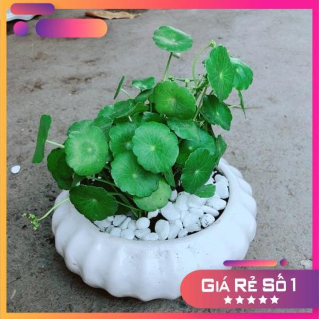 Chậu Cỏ Đồng Tiền