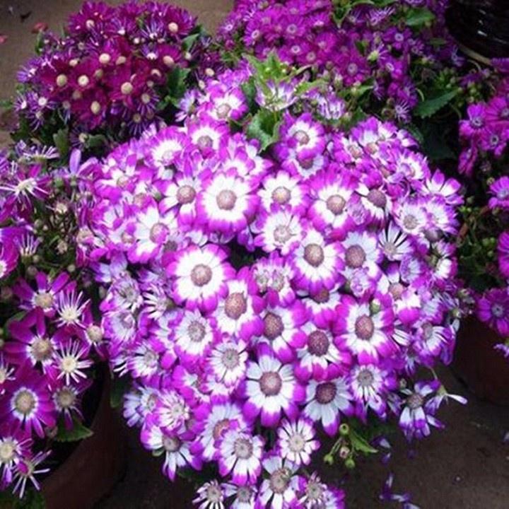 Combo 3 gói hạt giống hoa cúc lọ lem mix màu - Tặng gói kích mầm hạt