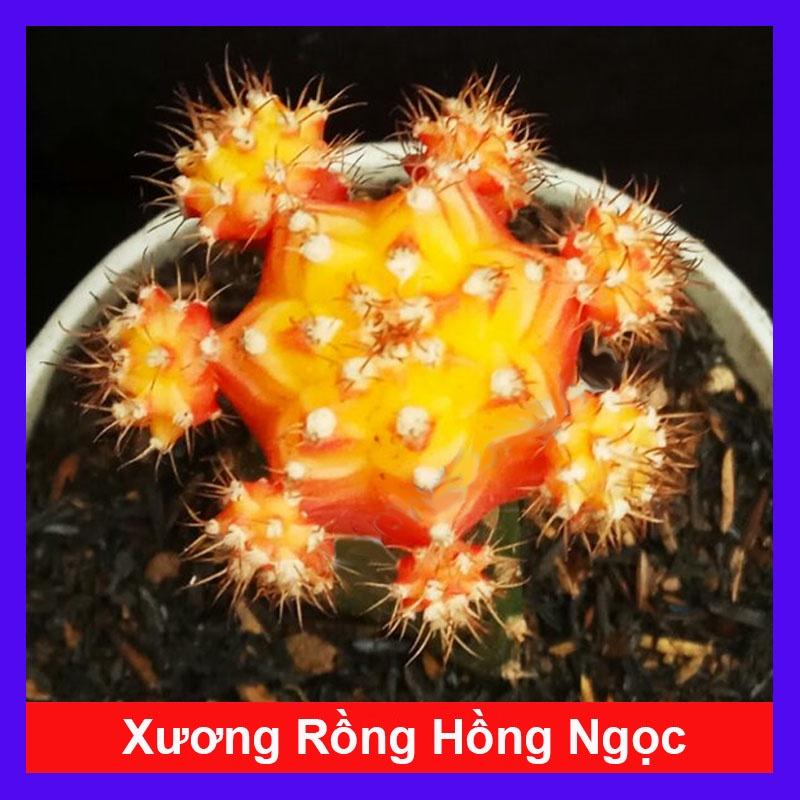 Xương Rồng Hồng Ngọc - cây cảnh mini để bàn