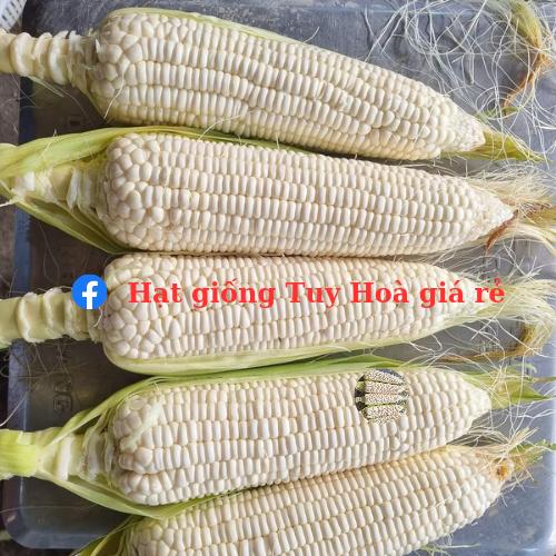 Hạt giống ngô nếp lai F1 Ngọc Trai 06 gói 500 gram