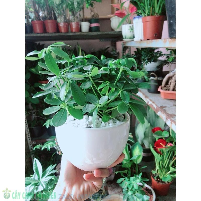 Chậu Ngũ Gia Bì Để Bàn