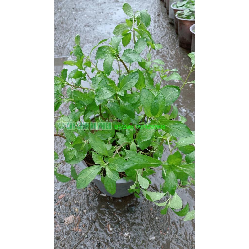 Bạc Hà Tiêu Peppermint