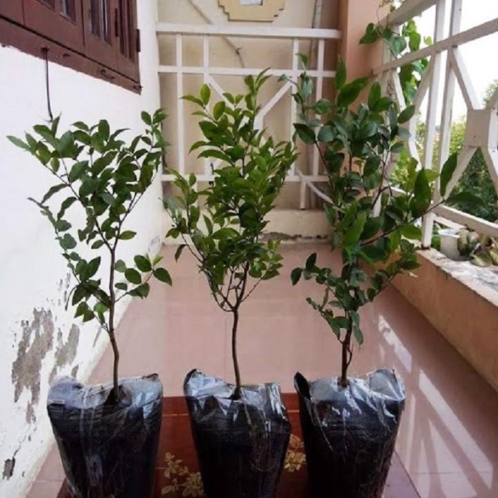 Cây Nho thân gỗ tứ quý giống