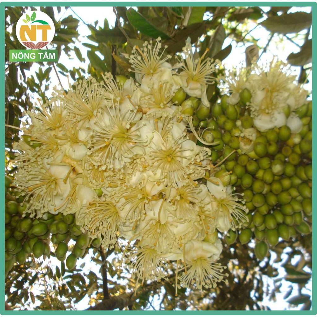 Phân bón lá Siêu tạo mầm hoa, tăng đậu trái K30 chuyên cho hoa cảnh, cây ăn quả, gói 1kg