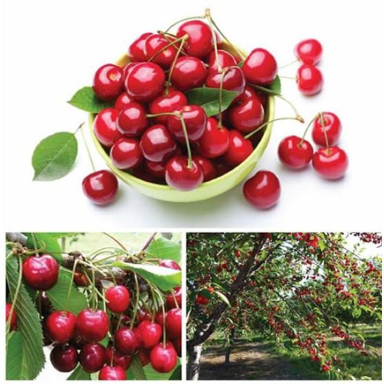 Hạt giống cherry Mỹ siêu ngọt