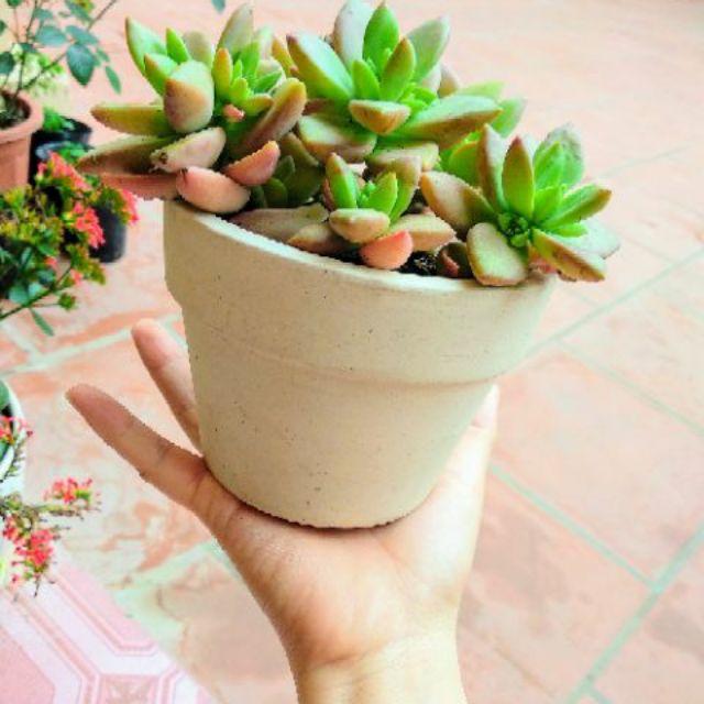 Combo 5 chậu đất nung size to trồng sen đá, xương rồng cây mini- size to