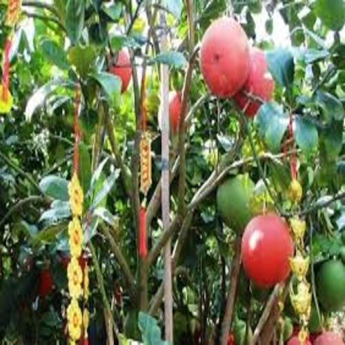CÂY GIỐNG BƯỞI ĐỎ LUẬN VĂN TIẾN VUA