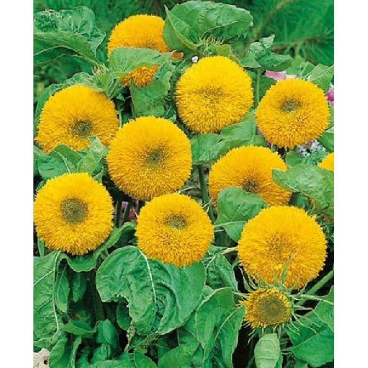Hạt giống hoa hướng dương xù 30 hạt/gói