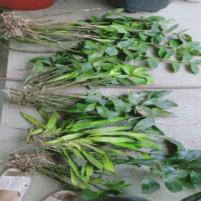Hoa lan kiều vuông+ 700g phân thỏ hữu cơ