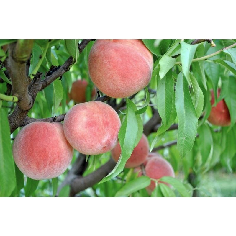 Cây giống đào tiên Nhật Bản, đào ăn quả chịu nhiệt tốt.