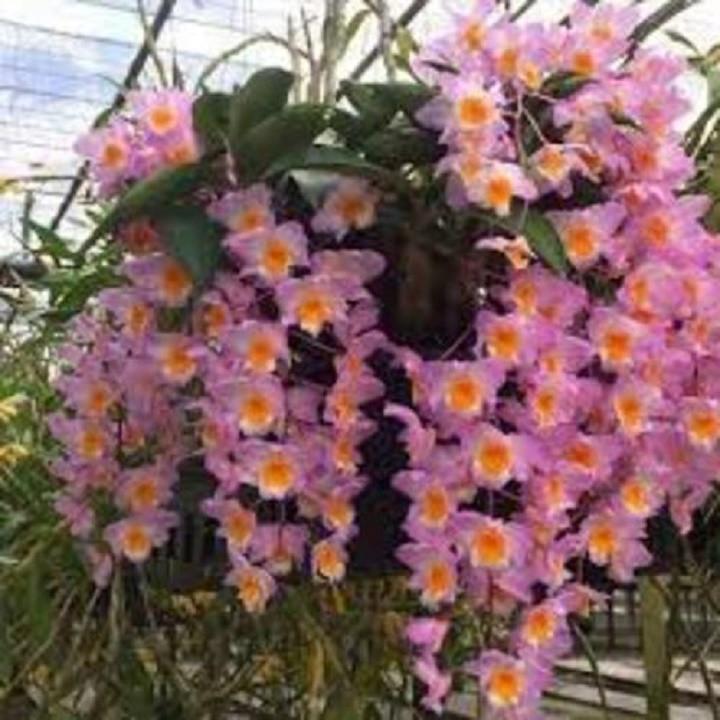 CHẬU LAN KIỀU TÍM, KIỀU HỒNG ,DÒNG LAN THỦY TIÊN - CHẬU TRỒNG THUẦN SIÊU ĐẸP