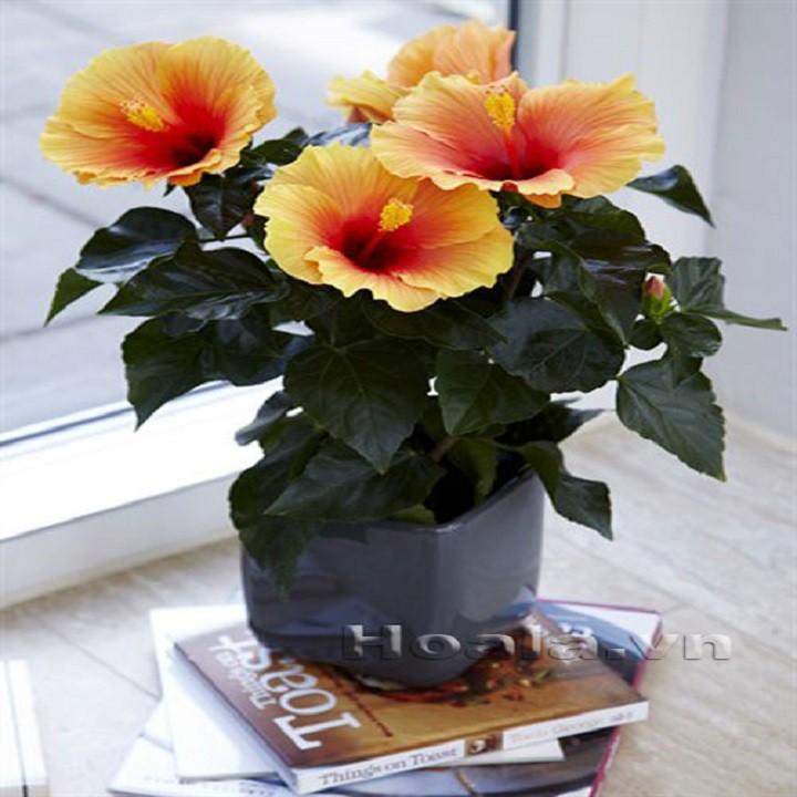 Hoa DÂM BỤT LÙN CÁNH KÉP MÀU ĐỎ